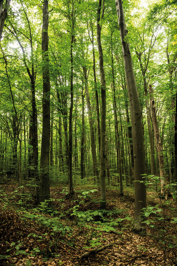 Beech forest at sunset Beeches are widespread in the temperate zone of Europe, Asia and North America. Its wood is used for the manufacture of musical instruments, flooring, furniture, bentwood chairs